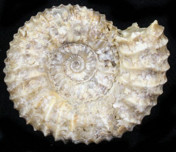Pavlovia Ammonite Fossil - Siberia #29746